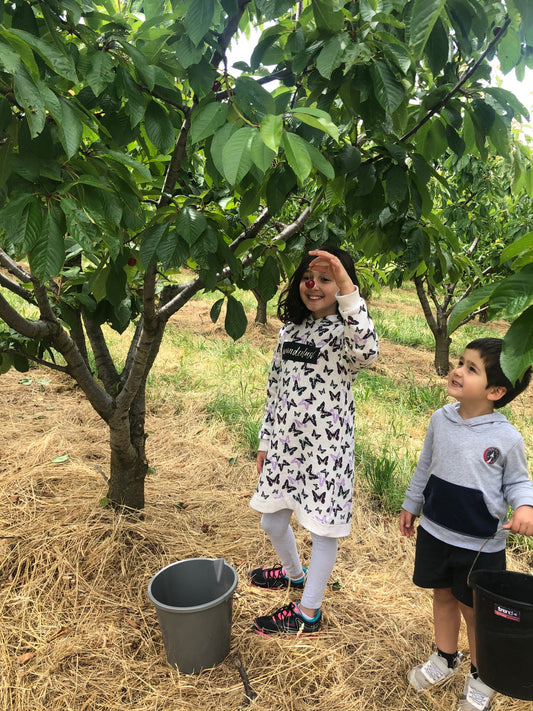 The wonders of a road trip-cherry picking!